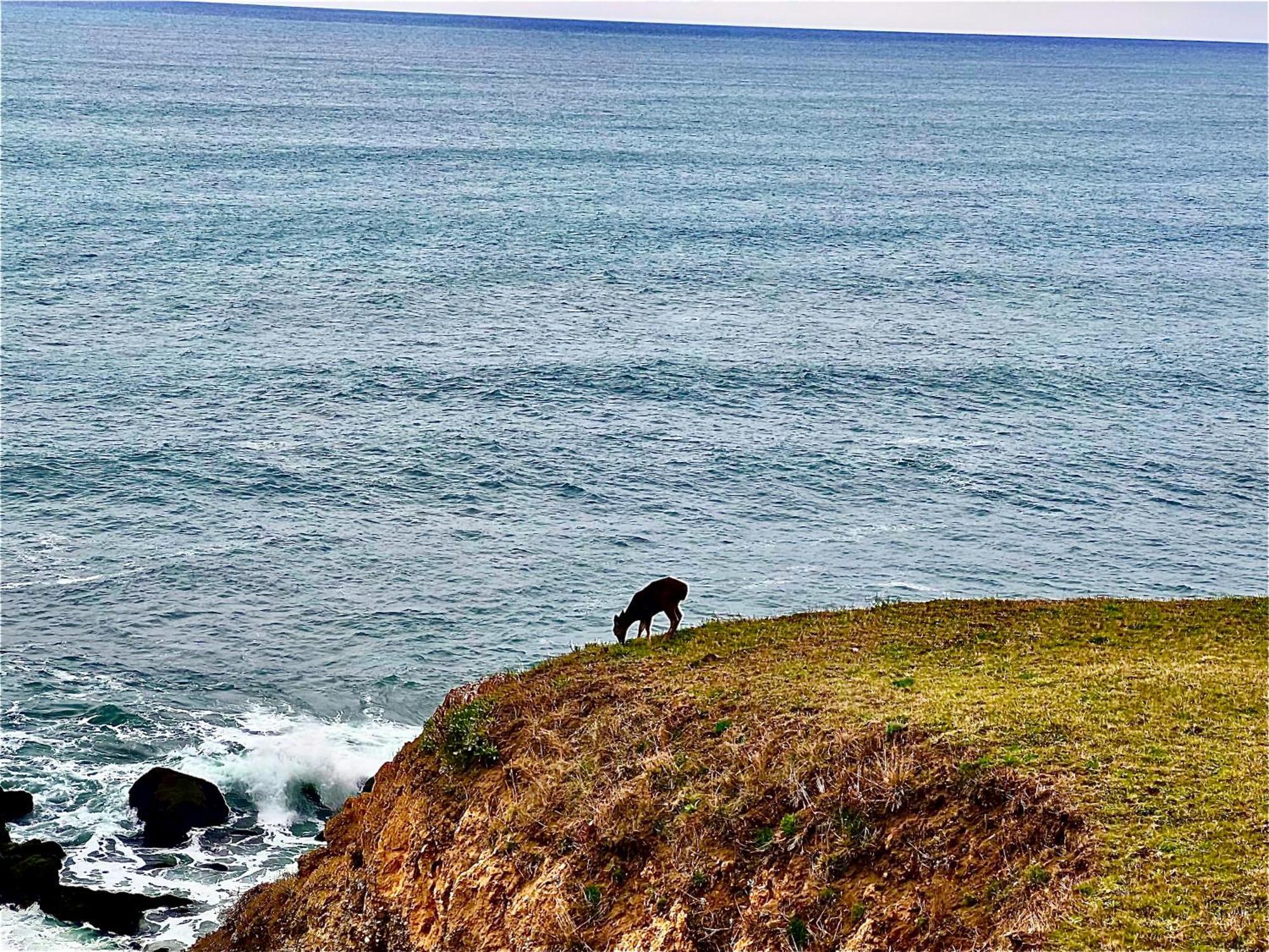 Inn Of The Lost Coast Shelter Cove Exteriör bild